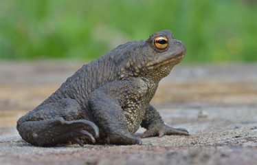 Common Toad - Bufo bufo