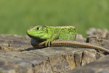 Male of green lizard (Lacerta viridis)