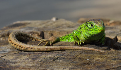 Male of green lizard (Lacerta viridis)