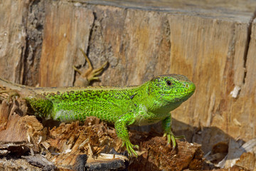 Male of green lizard (Lacerta viridis)