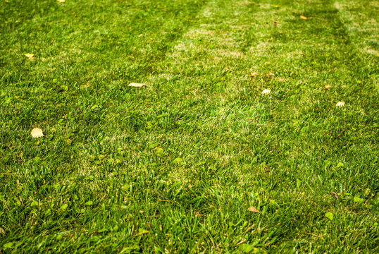 Green grasss gazon