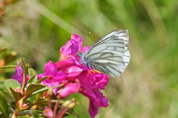 Obraz na płótnie Canvas Beautiful white butterfly ( Leptidea sinapis)