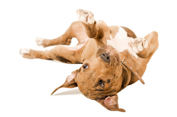 Pitbull puppy lying on his back 