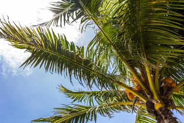 Fototapeta premium Strand Mauritius