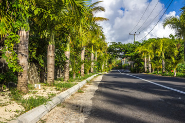 Mauritius Palmen