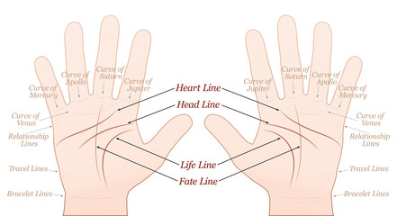 Palmistry - right and left hand - main lines and minor lines with names. Vector illustration on white background.