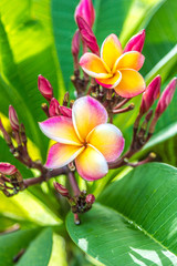 Mauritius Blume