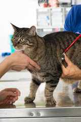 Katze beim Tierarzt