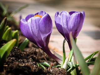 Obraz premium the first spring flowers