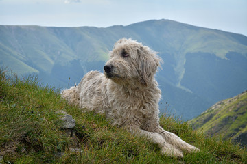 Portrait of nice white dog - Sheepdog mioritic