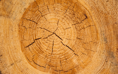 Fototapeta premium Wood background