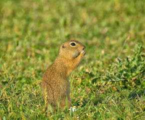 Naklejka na ściany i meble Cute European ground squirrel on field (Spermophilus citellus)