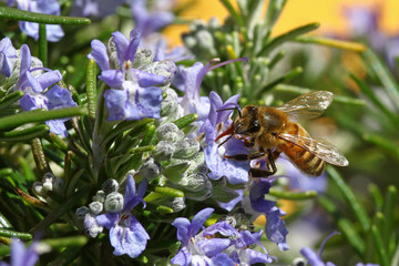 Honeybee going through a rosemary flower