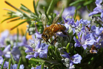 Honeybee going through a rosemary flower