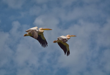 Great white Pelican flying