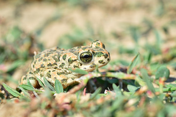 Frog in the grass
