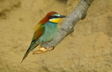 European bee-eater (Merops Apiaster) outdoor