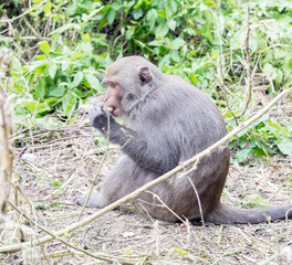 Formosan macaques eat peanut(taiwan monkey)