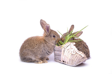 Rabbits sitting on white background