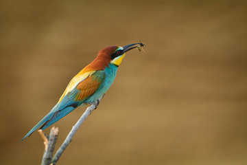 European bee-eater (Merops Apiaster) outdoor
