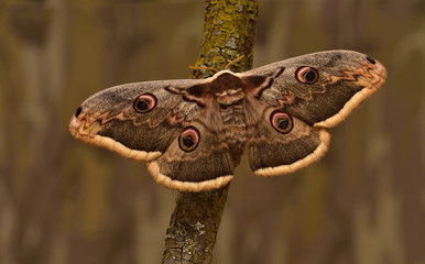 Female of Giant Peacock Moth (Saturnia pyri) on a branch