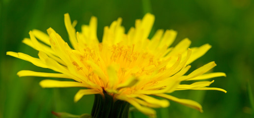 Yellow dandelion closeup.