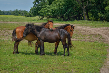 Beautiful horses on the green grass pasture