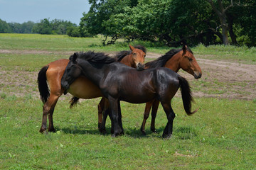 Beautiful horses on the green grass pasture