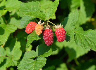 Blackberry fruit growing on branch in the garden