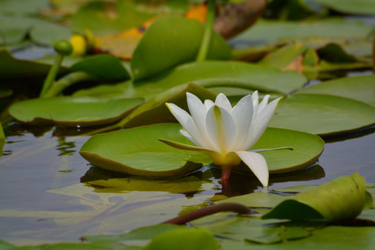 Fototapeta Dwarf White Water-lily - Nymphaea candida