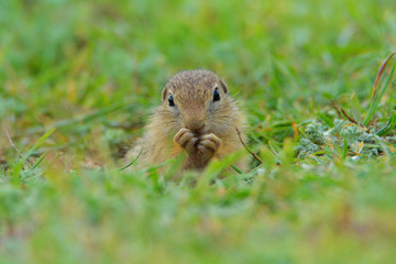 Cute European ground squirrel on field (Spermophilus citellus)
