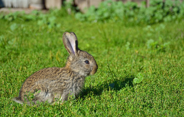 Rabbits sitting on field