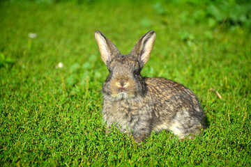 Rabbits sitting on field