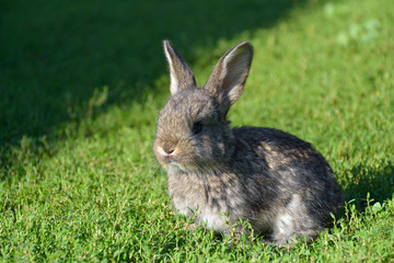 Rabbits sitting on field