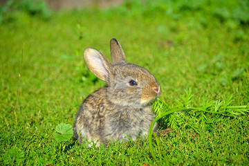 Rabbits sitting on field