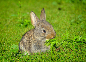 Rabbits sitting on field