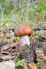 Mushroom orange-cap boletus in the forest, in the grass