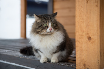 frightened/surprised fat cat