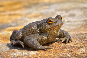 Agile Frog (Rana dalmatina)