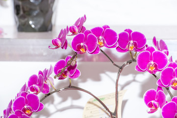 Purple orchid