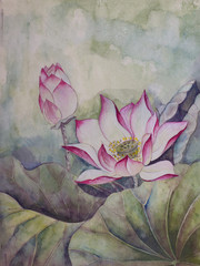 beautiful blooming lotus