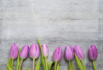 Old grey wooden background with purple white tulips,snowdrop and crocus border in a row and empty...