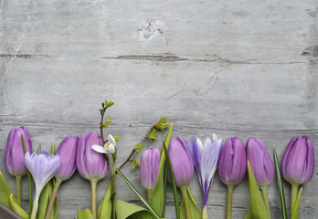 Old grey wooden background with purple white tulips,snowdrop and crocus border in a row and empty copy space, spring summer decoration  