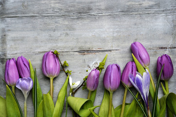 Vieux fond en bois gris avec des tulipes blanches violettes, une bordure de perce-neige et de crocus dans une rangée et un espace de copie vide, décoration printemps été