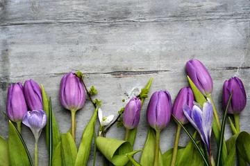 Photo sur Plexiglas Crocus Vieux fond en bois gris avec des tulipes blanches violettes, une bordure de perce-neige et de crocus dans une rangée et un espace de copie vide, décoration printemps été