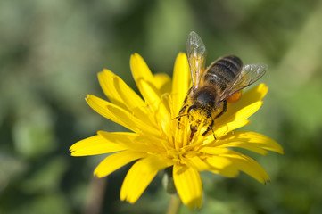 Abeille qui butine du pollen, espèce en danger