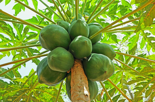 Bunch of unripe papaya fruits in tree in India.