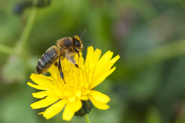 Abeille qui butine du pollen, espèce en danger