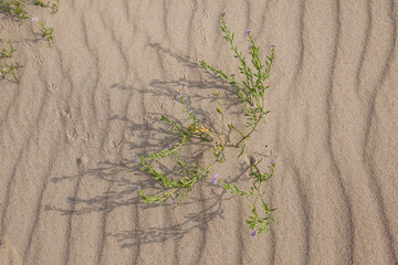 Sand of the dune, The Curonian Spit, Lithuania
