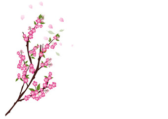 Naklejka na ściany i meble Sakura flowers background. cherry blossom isolated white backgro